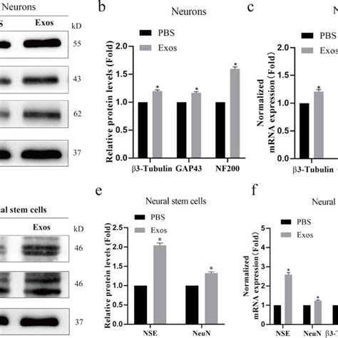 Regulation Of Primary Neurons And Primary Neural Stem Cells By