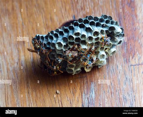 Australian Paper Wasp Hi Res Stock Photography And Images Alamy