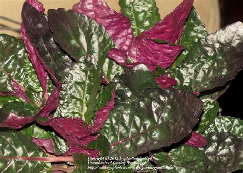 Everything You Need To Know About The Purple Waffle Plant Pse