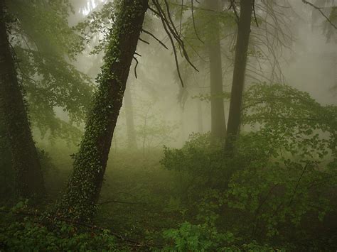 Woods In The Rain Flickr