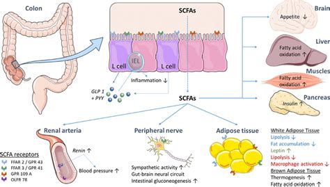 Overview Of The Direct And Indirect Effects Of SCFAs On Different