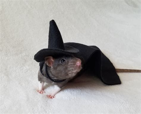 Witch Hat Only For Pet Rat Costume Multiple Colors Now Etsy Cute