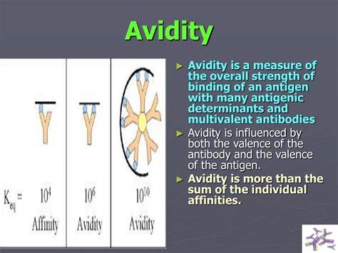 Ppt Serology Powerpoint Presentation Free Download Id 8337