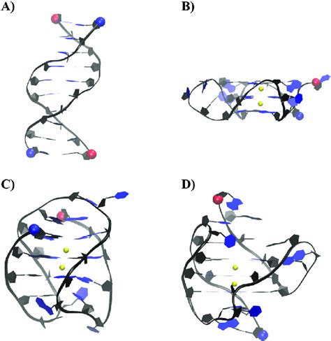 Structure Of Human Telomeric Dna Duplex A Human Telomeric Parallel Download Scientific