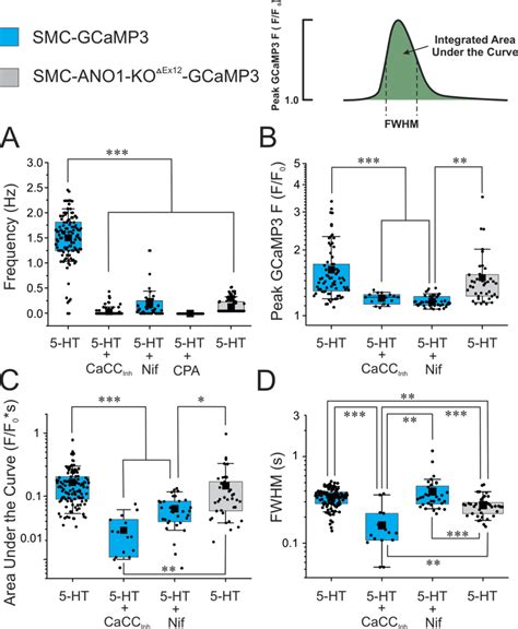 Asynchronous Ca 2 Oscillations Evoked By 5 HT Require Both Functional