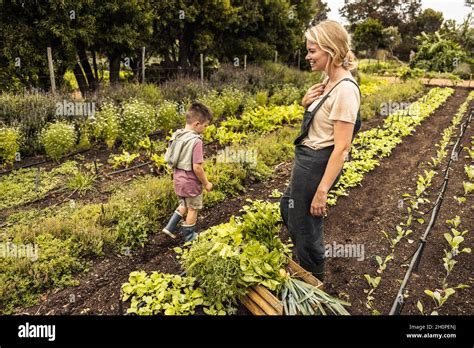 Happy Single Mother Harvesting Vegetables With Her Young Son On An Organic Farm Young Mother