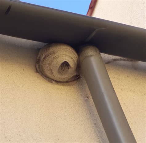 Remove Wasp Nest In Donneloye