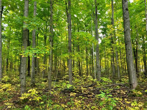 Attention Woodlot Owners Grey Sauble Conservation Authority