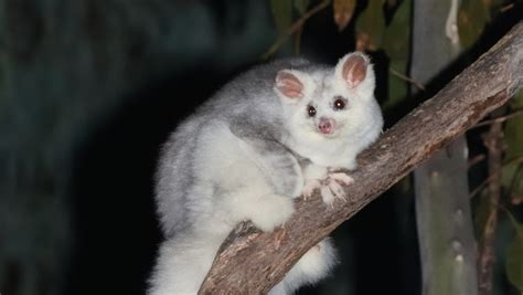 Identifican Dos Nuevas Especies De Planeadores Marsupiales En Australia