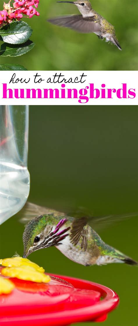 How To Make Hummingbird Nectar And Attract Hummingbirds To Your Yard Recipe How To Attract