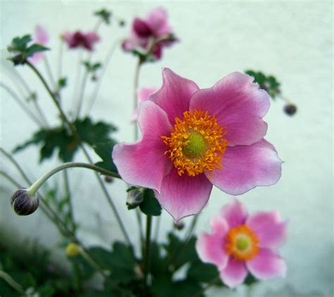 Herbst Anemone