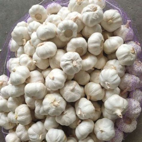 Pure White Garlic Kousta Agro Farms