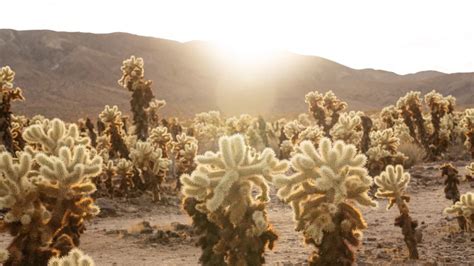 How To Grow A Jumping Cactus - CactusWay