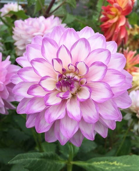 Dahlia Ungu Merah Jambu Foto Gratis Di Pixabay Pixabay