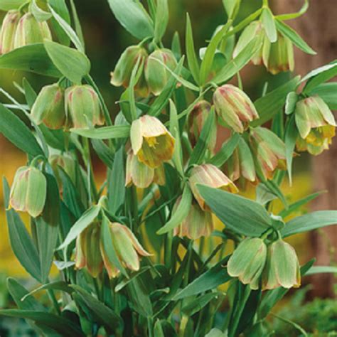 Pack Fritillaria Pontica Spring Flowering Bulbs Wpc Prins Quality