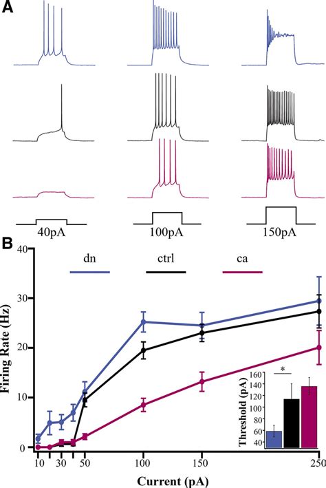 Intrinsic Excitability Is Bidirectionally Regulated By CaMKIV