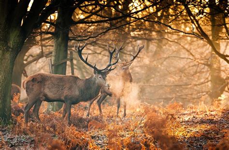 Fall Animals Wallpapers Wallpaper Cave