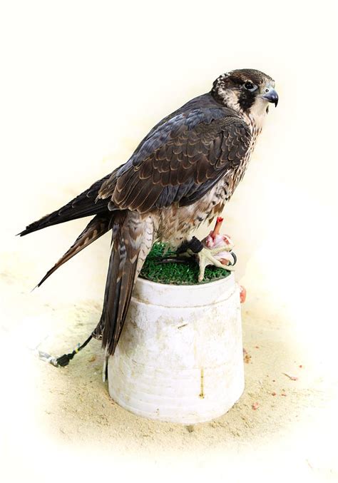 Feeding falcon Photograph by Paul Cowan - Fine Art America