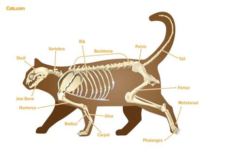 Cat Anatomy Guide