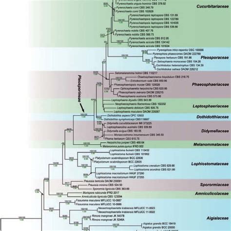 Raxml Tree Based On A Combined Dataset Of Ssu Bp And Lsu