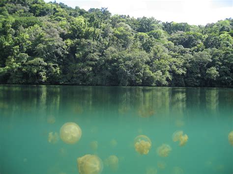 Jellyfish Lake, Eil Malk, Rock Islands - Palau