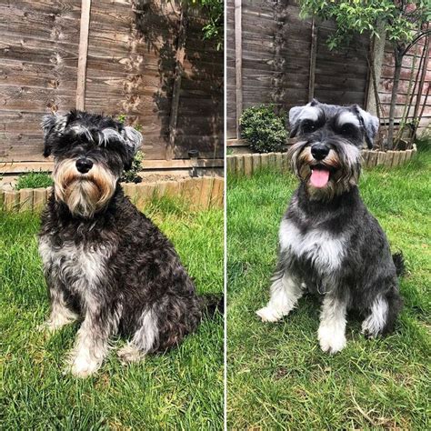 Two Adorable Schnauzers Before and After Grooming