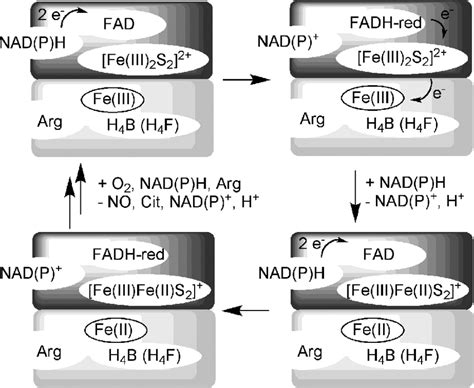 Proposed Electron Transfer Processes From Nad P H To Heme Via Cofactors