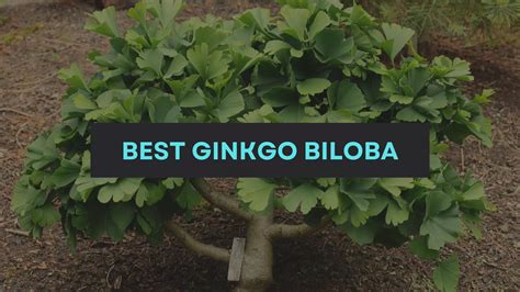 Best Ginkgo Biloba Ultimate Guide Mediupdates