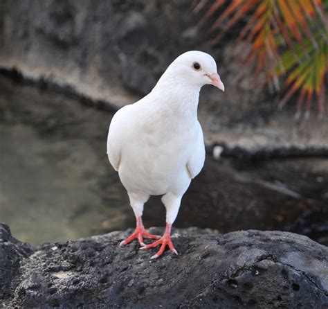 Rock Dove Columba Livia White Form Found Worldwide Or Flickr