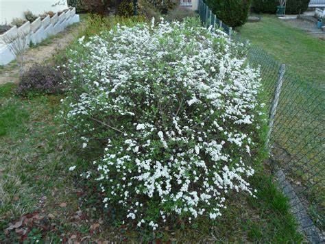 Fleurs Blanches Vivaces Les Plus Belles Photos Par Bonjour Nature