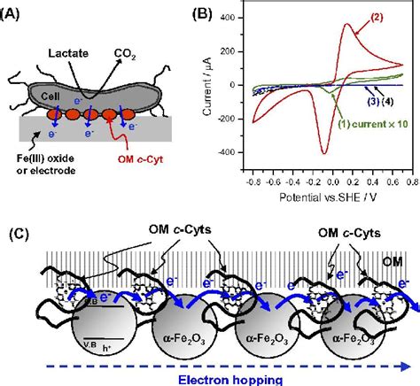 Figure 1 From Harnessing Self Organizing Bacterial Networks For