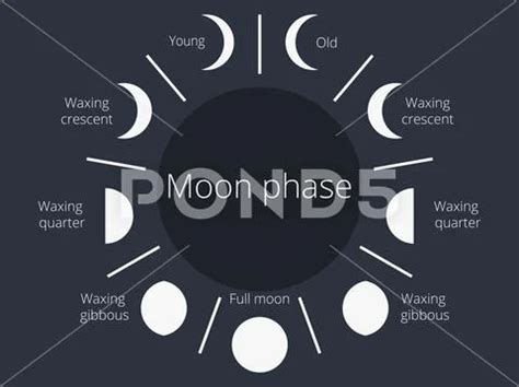 Moon phases. The whole cycle from the new moon to the full. Vector ...