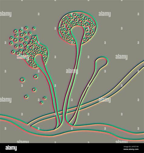 Mucor mould, illustration Stock Photo - Alamy