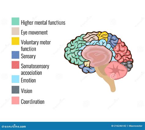 Composición De áreas De Anatomía Cerebral Ilustración del Vector