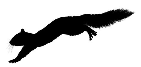 Squirrel Silhouette Vector | Free download on ClipArtMag