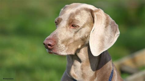 Weimaraners The Ultimate Guide To Everything You Need To Know Pawsafe