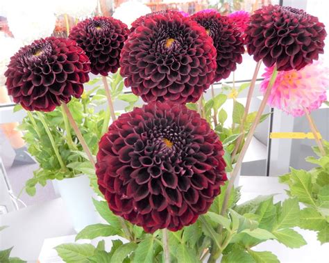 Its Dahlia Time Dahlings 25 Never Before Seen Dahlia Breeds Straight