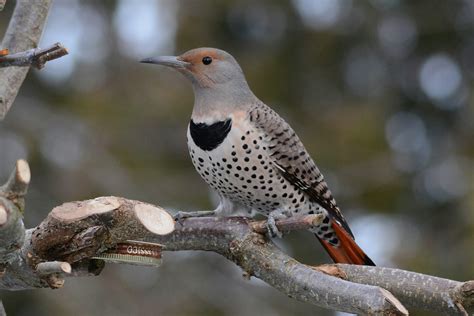 Birds Whose Elegant Feathers Will Leave You in Awe | by Raksha Kumari ...