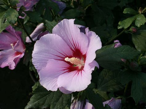 Garteneibisch Pink Flirt Hibiscus Syriacus Pink Flirt