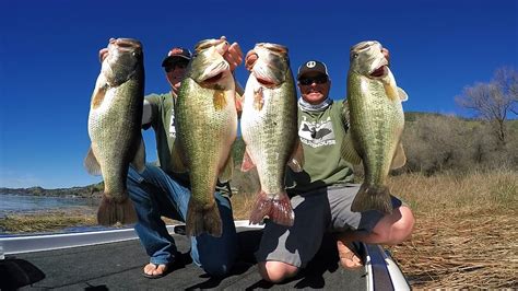 Winter Bass Fishing Catch Bigger Fish With These Alabama Rig Tricks