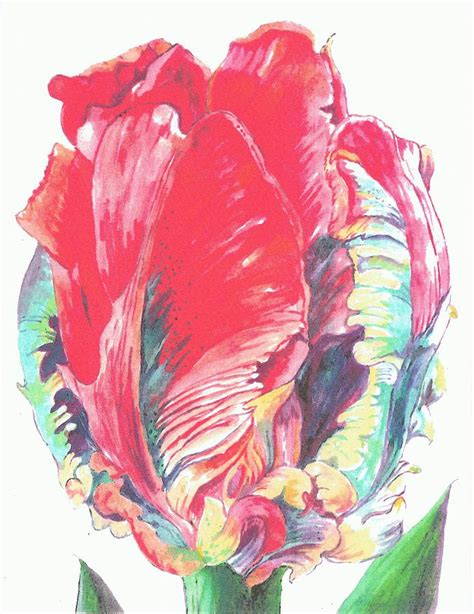 Parrot Tulip Painting By Joan Williams Fine Art America