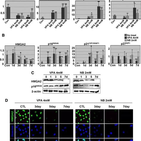 Hdac Inhibitors Down Regulate Hmga And Induce Senescence A The Hdac