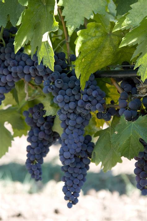 Luxúria Uvas Para Vinho Maduras Na Videira Imagem de Stock Imagem de