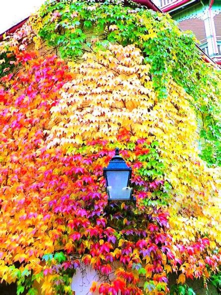 Boston Ivy Climbing Seeds 1000 Pcs Antiradiation BestSeedsOnline