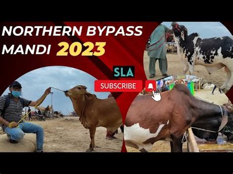 Northern Bypass Cow Mandi Karachi Maweshi Mandi Mandi