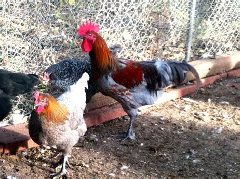 Blue Copper Marans X Welsummer Pullet And Cockerel 4 Mo Backyard Chickens Learn How To Raise