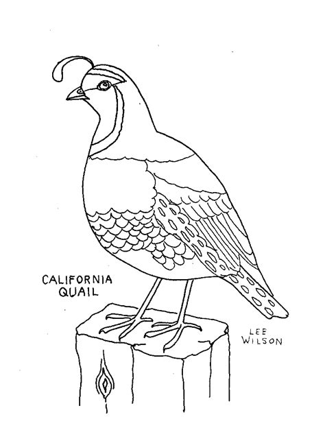 Quail Coloring Page Animals Town Animals Color Sheet Quail Free