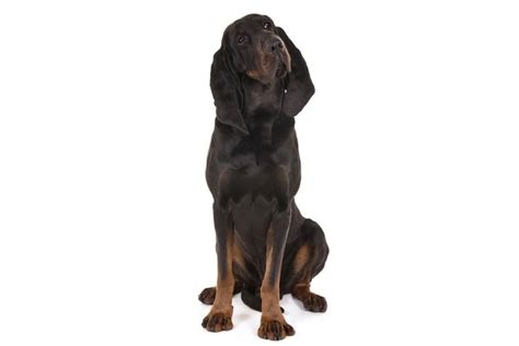 Black and Tan Coonhound Dog Breed Information