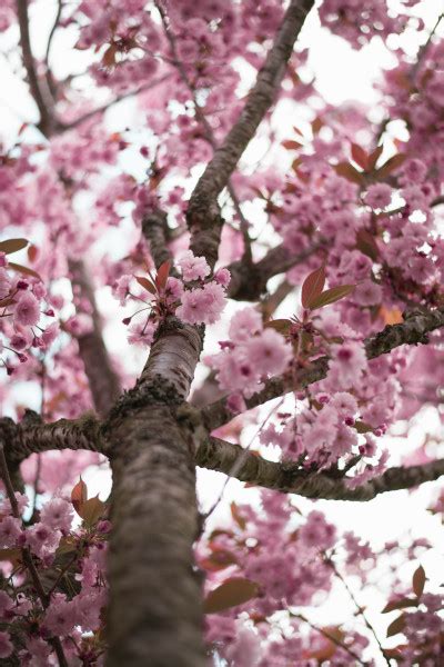 Cherry Blossoms Tumbex