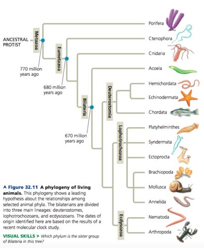 Bio Lecture Invertebrates I Flashcards Quizlet